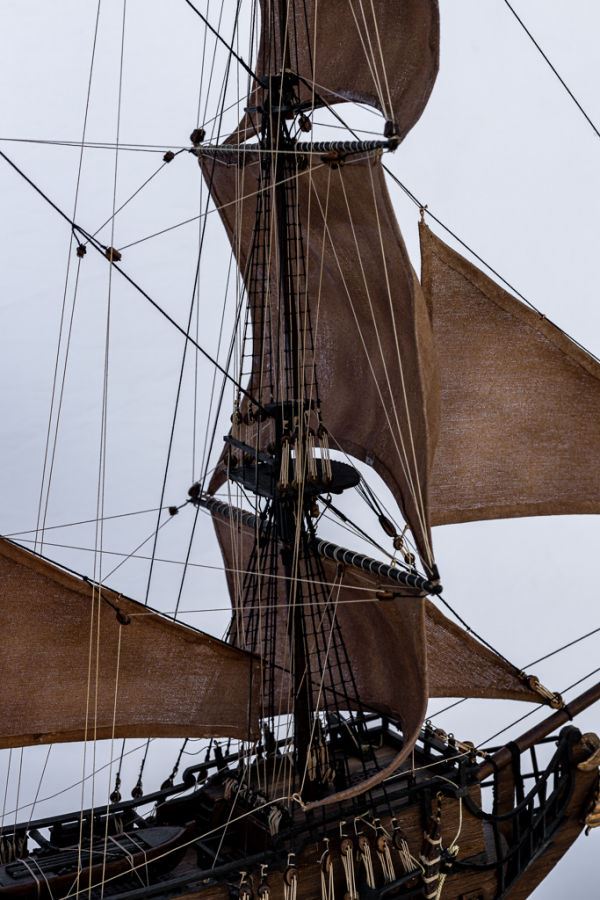 Image of Black Pearl