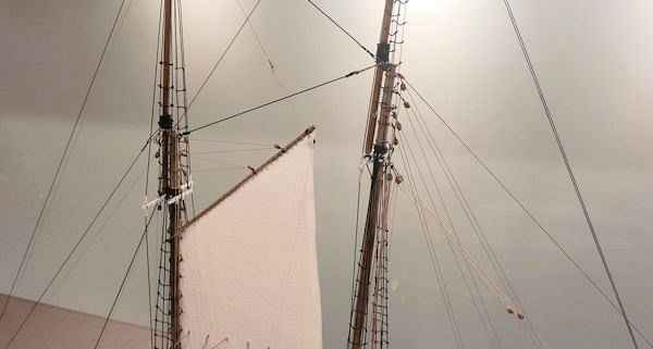 Image of bluenose